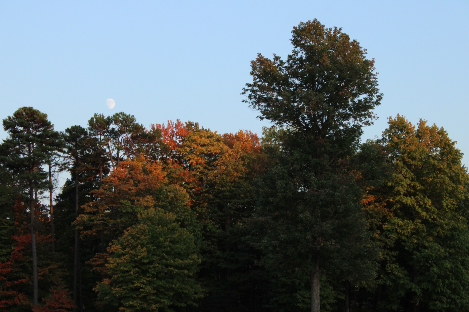 Hickory Woods