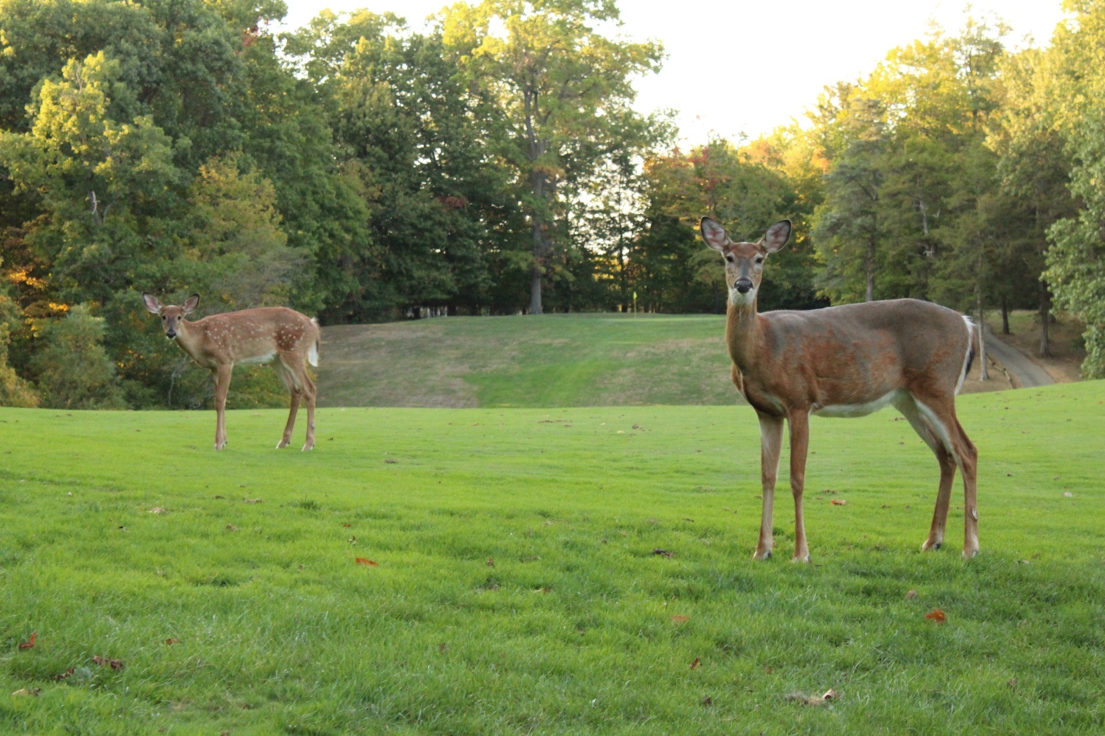 An Ode to Hickory Woods, photo 7