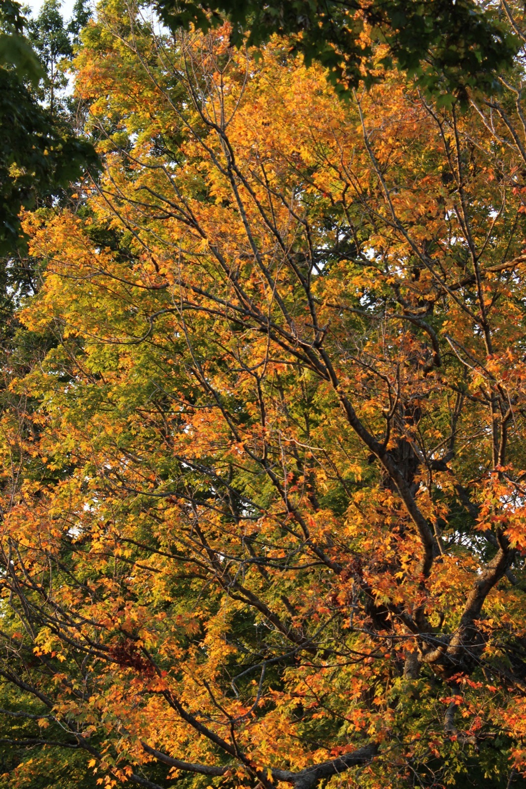 An Ode to Hickory Woods, photo 9